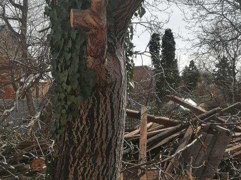 Diófa rönk és ágak eladó Diófa rönk és ágak eladó