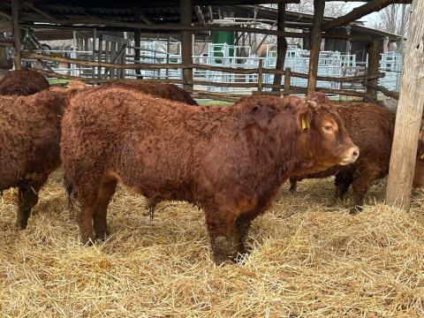 Tenyészbikák limousin Tenyészbikák limousin