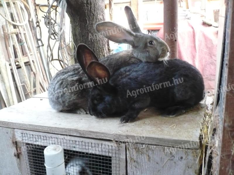 Német óriás nyúl