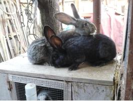 Német óriás nyúl