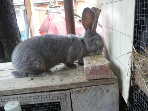 Német óriás nyúl eladó