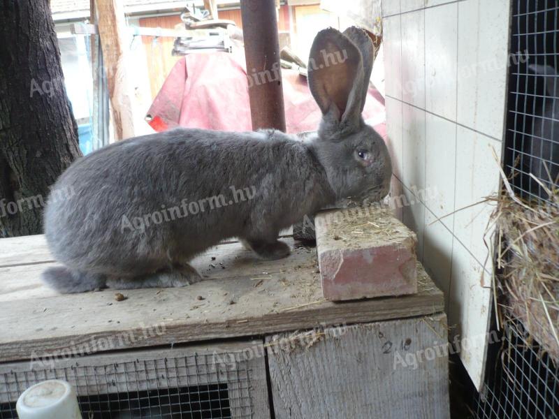 Német óriás nyúl eladó