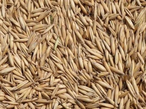 Vetőmag Tavaszi Zab Vetőmag Tavaszi Zab