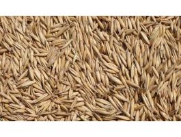 Vetőmag Tavaszi Zab