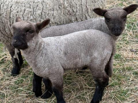 Shropshire kos Shropshire kos