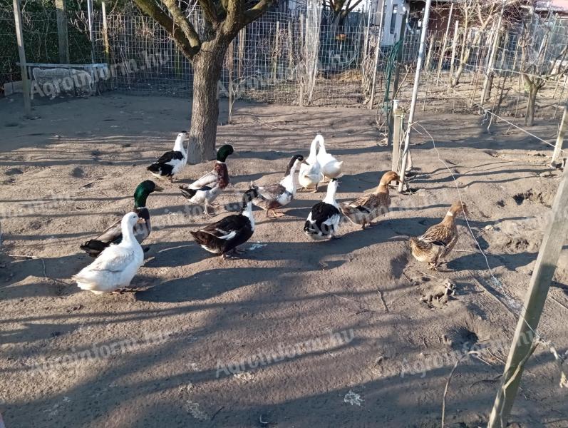 Kacsa tojás eladó Pápán