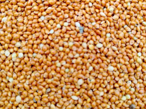 Vörös köles (tisztított) vetőmagnak, takarmánynak Vörös köles (tisztított) vetőmagnak, takarmánynak