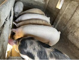 Eladó süldők,  hízók