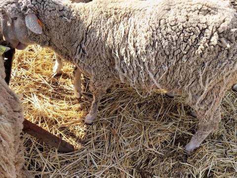 Eladó vágó birkák Eladó vágó birkák