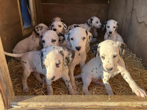 Dalmata kiskutyák Dalmata kiskutyák