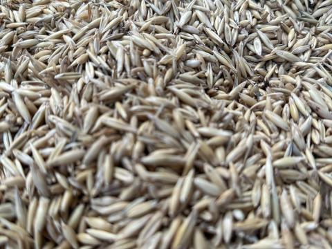 Eladó zab takarmányozásra Eladó zab takarmányozásra