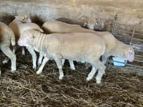 Magyar merinó kosok eladók