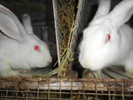Pannon fehér nyulak, felnőtt, növendék, XXL, anyai ág