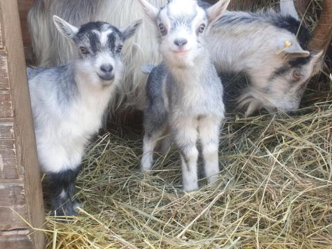 Parlagi tincses kecske Parlagi tincses kecske