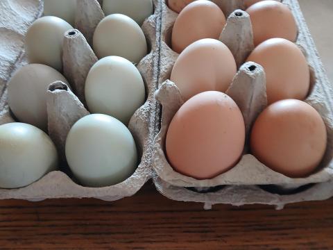 Aracuana és Red master tenyésztojás eladó Aracuana és Red master tenyésztojás eladó