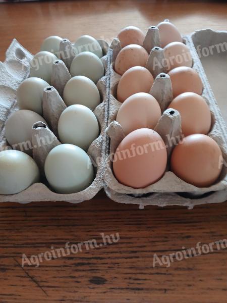 Aracuana és Red master tenyésztojás eladó