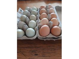 Aracuana és Red master tenyésztojás eladó