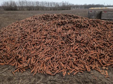 Takarmány sárgarépa nagy tételben
