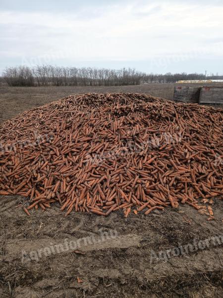 Takarmány sárgarépa nagy tételben