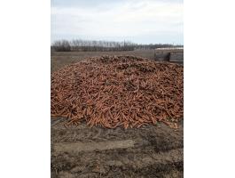 Takarmány sárgarépa nagy tételben