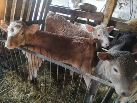 9 db borjú eladó 9 db borjú eladó