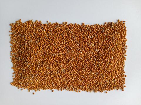 Vörös köles visszavetésre Vörös köles visszavetésre