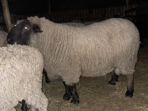 Eladó 3 éves Suffolk kos