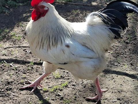 Fiatal kakasok ingyen, 3 db Fiatal kakasok ingyen, 3 db