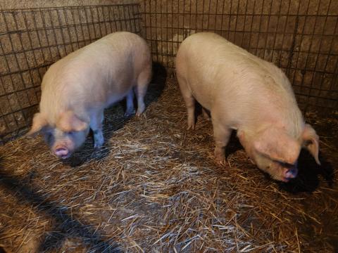 Eladó hízók, eladó sertés