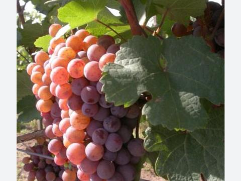 Generosa szőlővessző eladó