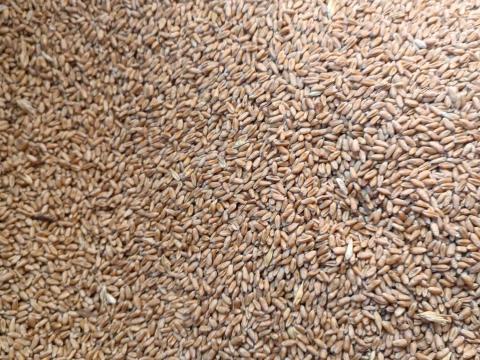 Őszi búza eladó Őszi búza eladó