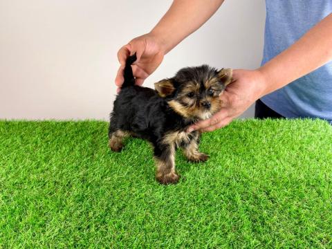 Törzskönyves Yorkshire terrier Yorki kiskutya