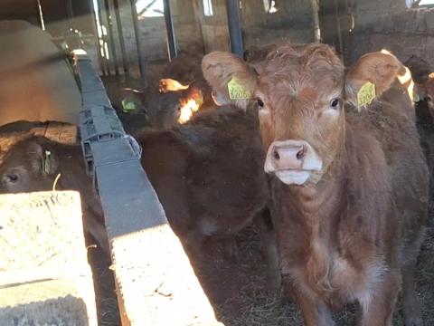 Limousin valasztasi borjak eladok