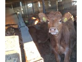 Limousin valasztasi borjak eladok