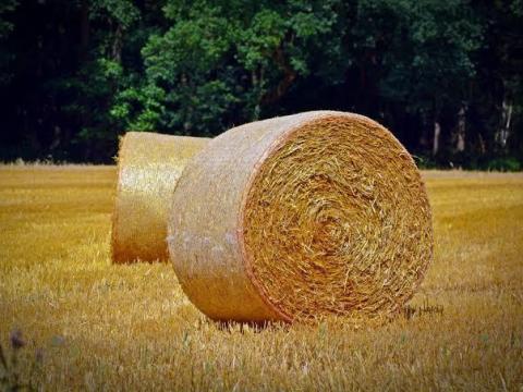 Szalmabálák eladó búzából Szalmabálák eladó búzából