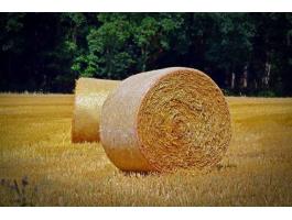 Szalmabálák eladó búzából