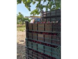 Cseresznye Germersdorfi 2, Nagykörűi