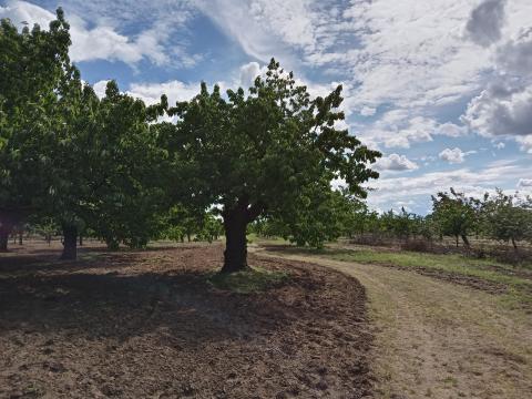 Cseresznye Magyar Cseresznye Magyar