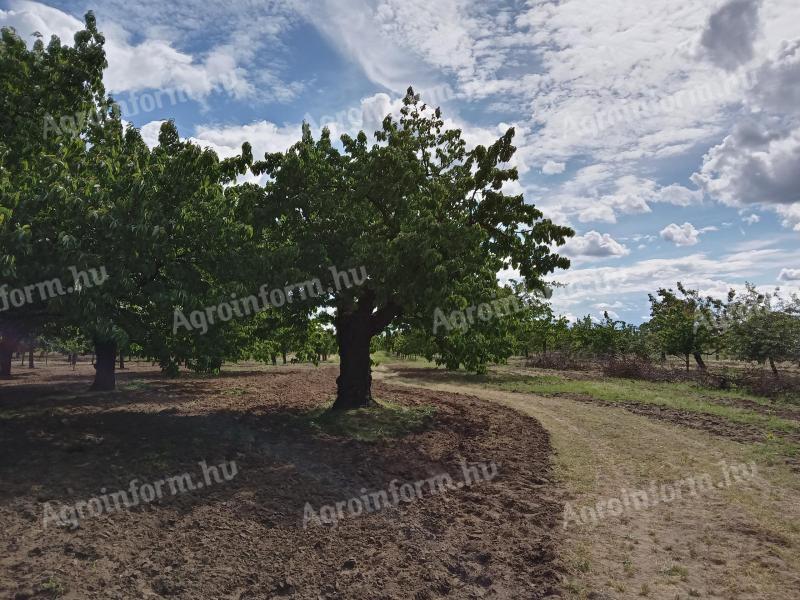 Cseresznye Magyar Germersdorfi Nagykörűi