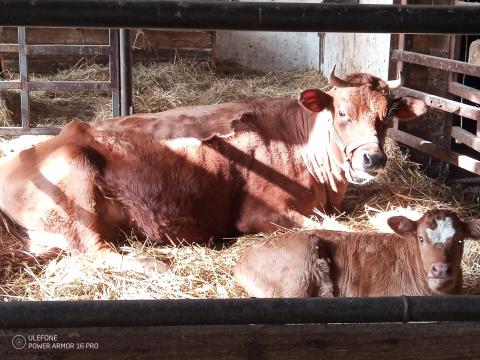 Jersey borjas tehén eladó
