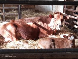 Jersey borjas tehén eladó