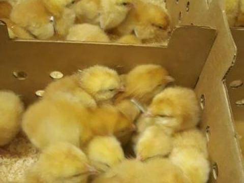 Őshonos sárga magyar napos kakasok