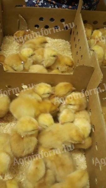 Őshonos sárga magyar napos kakasok