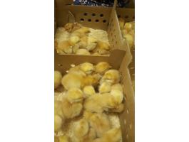 Őshonos sárga magyar napos kakasok