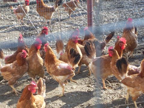 Őshonos sárga magyar tyúkok előjegyezhetőek Mosonmagyaróváron