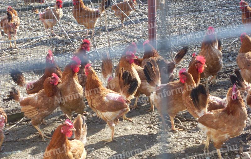 Őshonos sárga magyar tyúkok előjegyezhetőek Mosonmagyaróváron