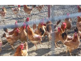 Őshonos sárga magyar tyúkok előjegyezhetőek Mosonmagyaróváron