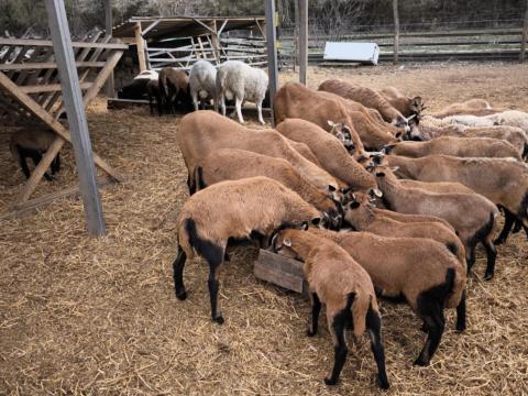 Kameruni juhok eladók