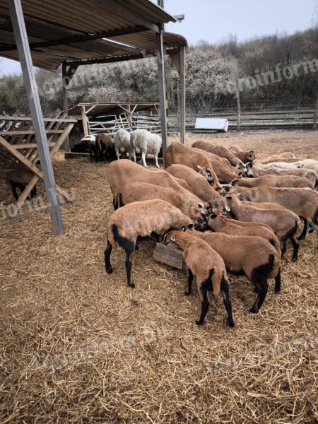 Kameruni juhok eladók