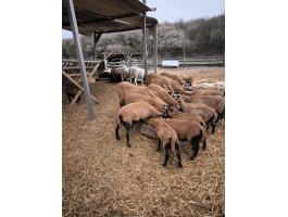 Kameruni juhok eladók